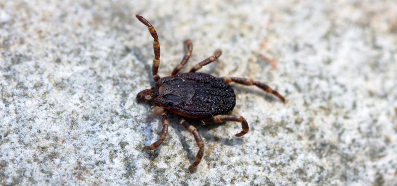 Hard tick photographed at Cabañeros National Park, Spain. (Image: E. Peñalver)